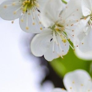 Meet your Posher, Nydia